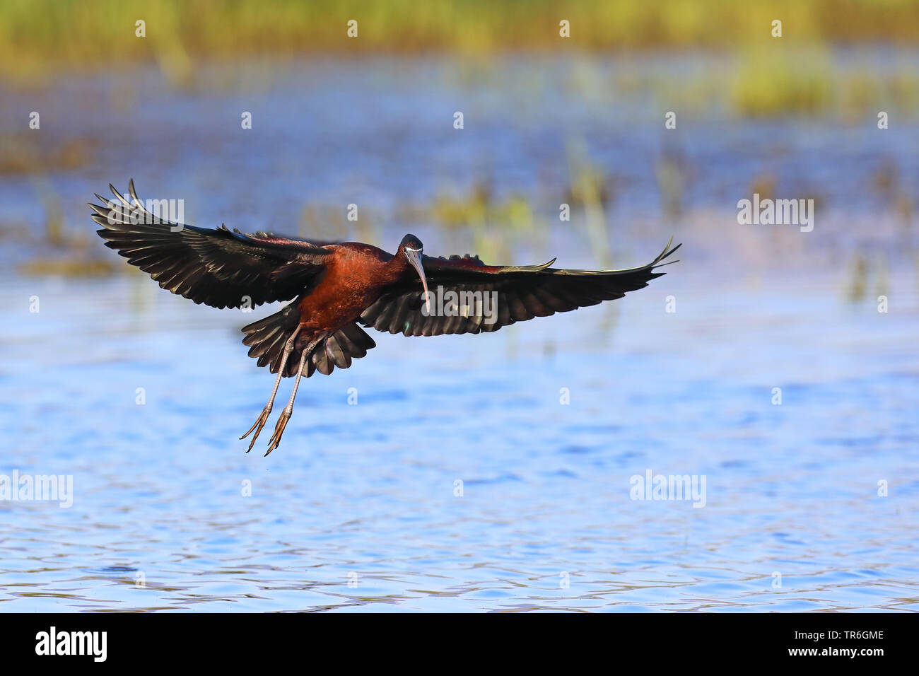 glossy ibis (Plegadis falcinellus), landing in water, Greece, Lesbos Stock Photo