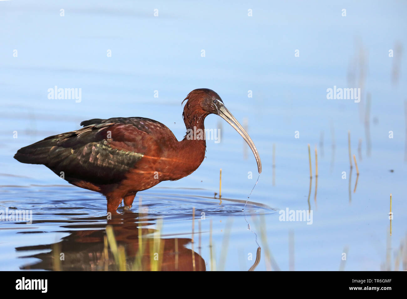 glossy ibis (Plegadis falcinellus), standing in water, Greece, Lesbos Stock Photo
