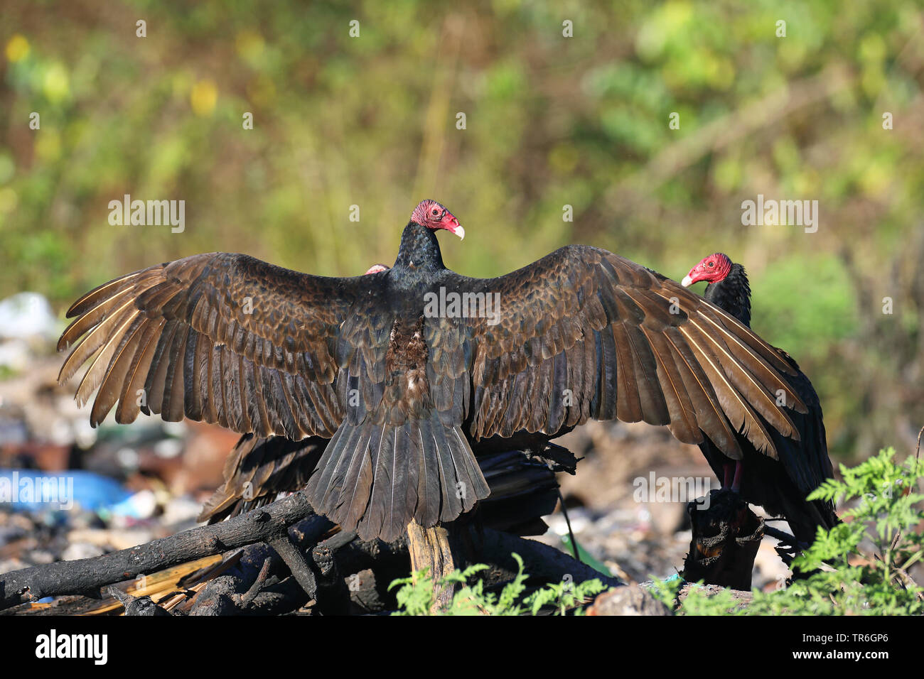 Sunning vultures hires stock photography and images Alamy