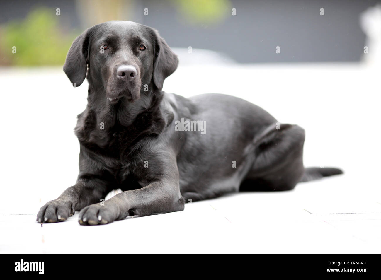 Labrador Retriever (Canis lupus f. familiaris), lying, Germany Stock ...