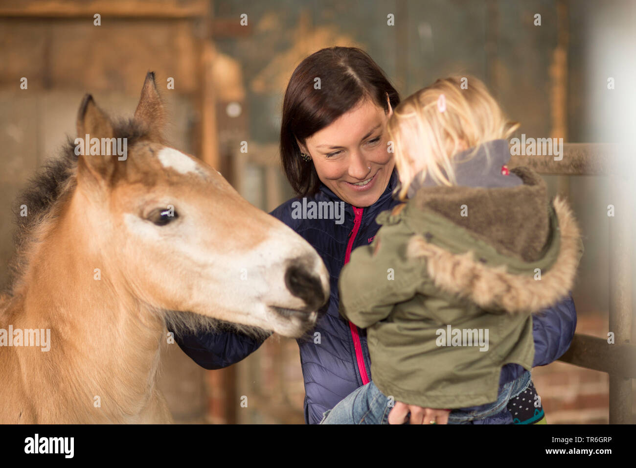 domestic horse (Equus przewalskii f. caballus), mother with a little girl on arm visiting a foal in a stable, Germany Stock Photo