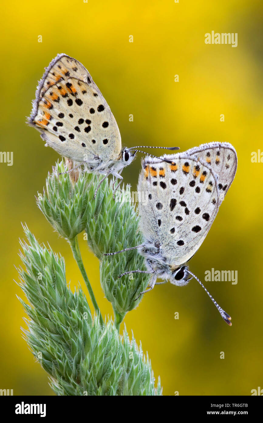 sooty copper (Heodes tityrus, Loweia tityrus, Loweia tityrus, Lycaena tityrus), two sooty coppers on a Dactylis, Germany, North Rhine-Westphalia, Bergisches Land Stock Photo