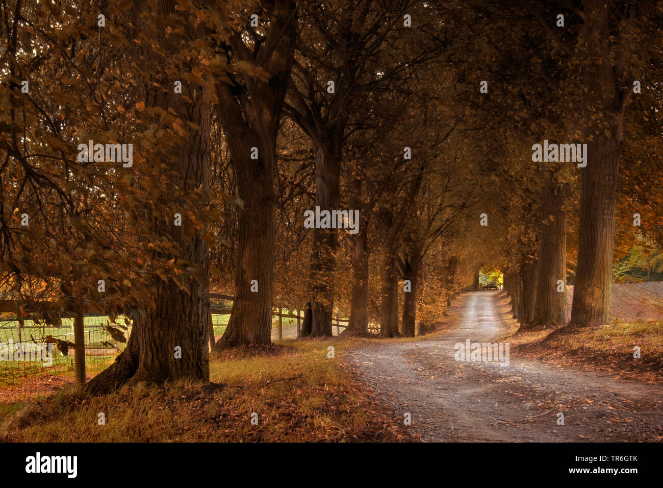 Alley with trees hi-res stock photography and images - Alamy