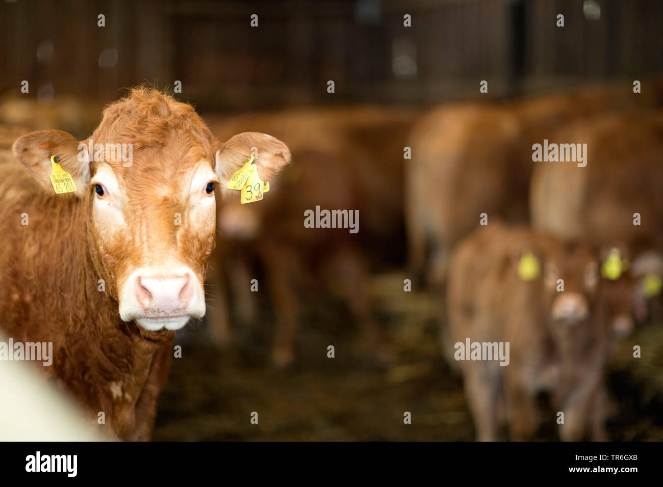 domestic cattle (Bos primigenius f. taurus), cows in stable, Germany Stock Photo