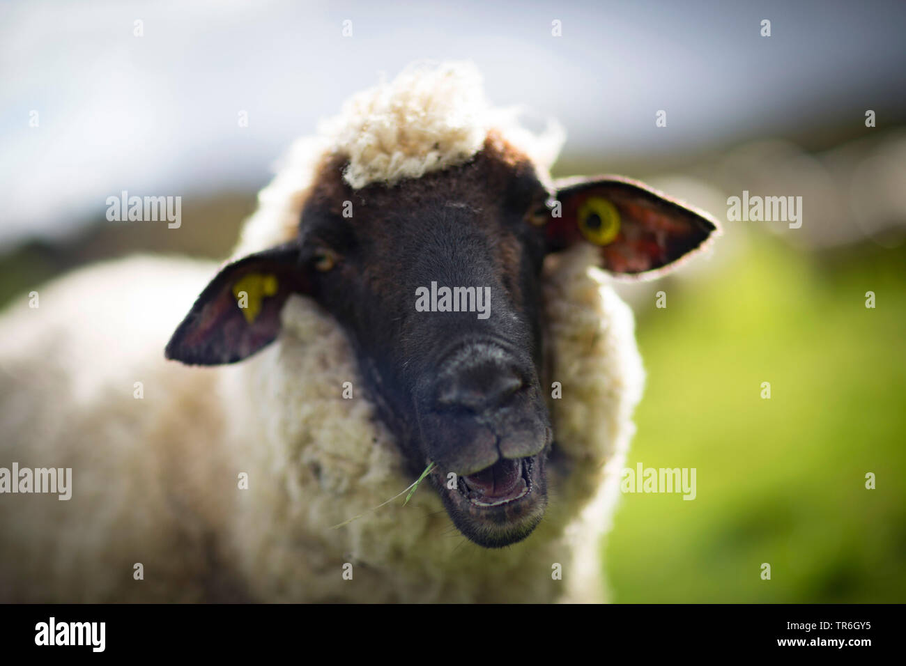 domestic sheep (Ovis ammon f. aries), portrait, Germany Stock Photo