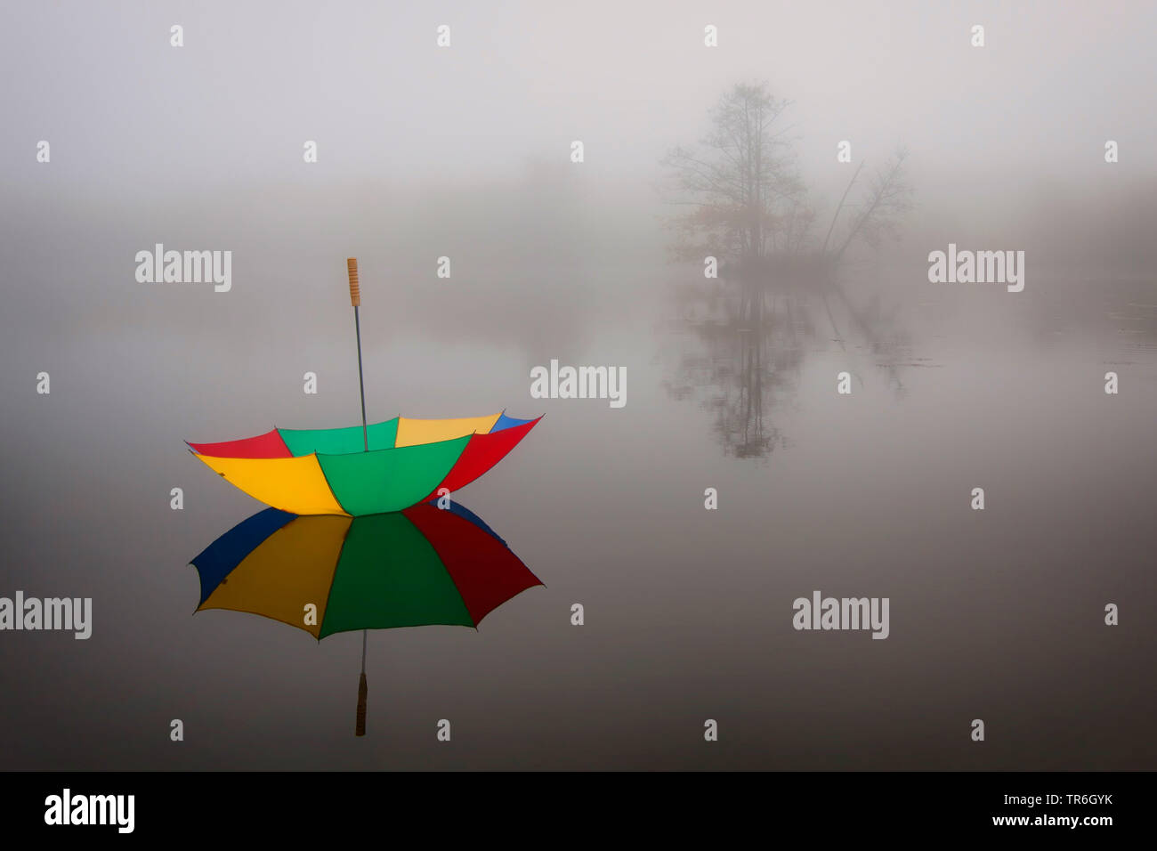 colorful umbrella swimming on a lake on a cold misty morning in november, Germany, North Rhine-Westphalia, Wahner Heide Stock Photo