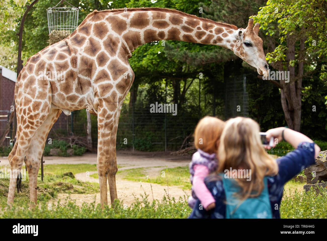 Angolan giraffe, Smoky giraffe (Giraffa camelopardalis angolensis), mother with daughter on the arm taking fotos of a giraffe in a zoo, Germany, North Rhine-Westphalia Stock Photo