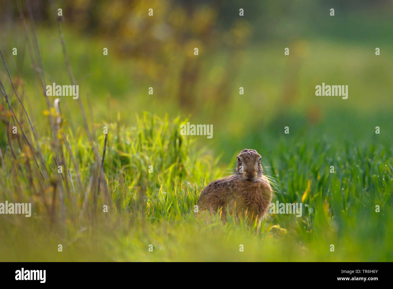 Hare ears hi-res stock photography and images - Alamy