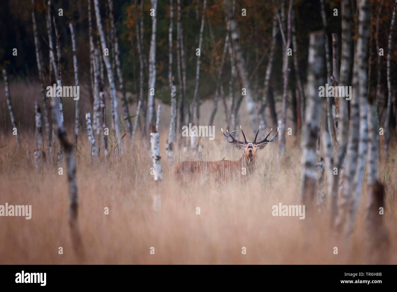 Birch trees with deer hires stock photography and images Alamy