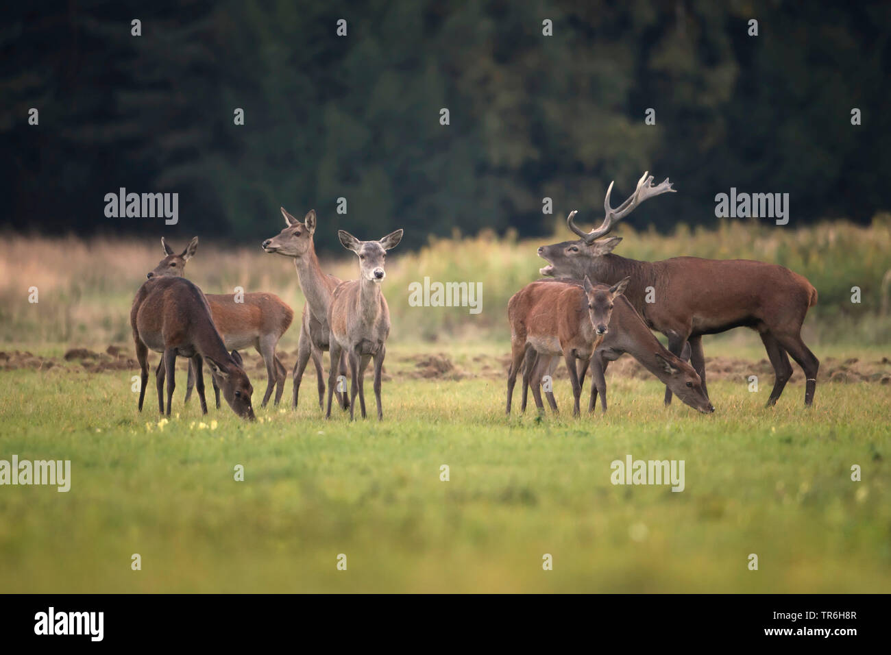 red deer (Cervus elaphus), belling dominant stag on a clearing with its herd, Germany, North Rhine-Westphalia, Bergisches Land Stock Photo