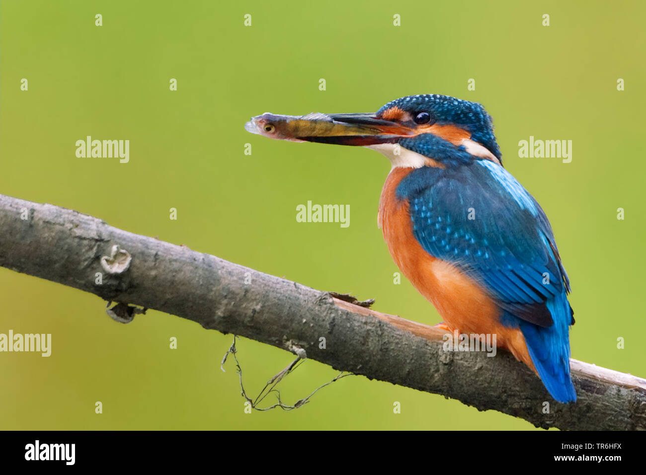 river kingfisher (Alcedo atthis), female with caught small trout in her bill, Germany, North Rhine-Westphalia, Bergisches Land Stock Photo