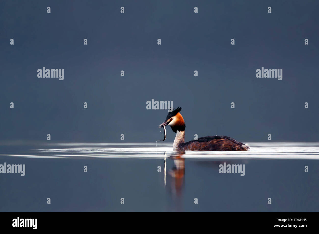 great crested grebe (Podiceps cristatus), swimming in breeding plumage with a small eel in the bill, Germany, North Rhine-Westphalia, Bergisches Land Stock Photo
