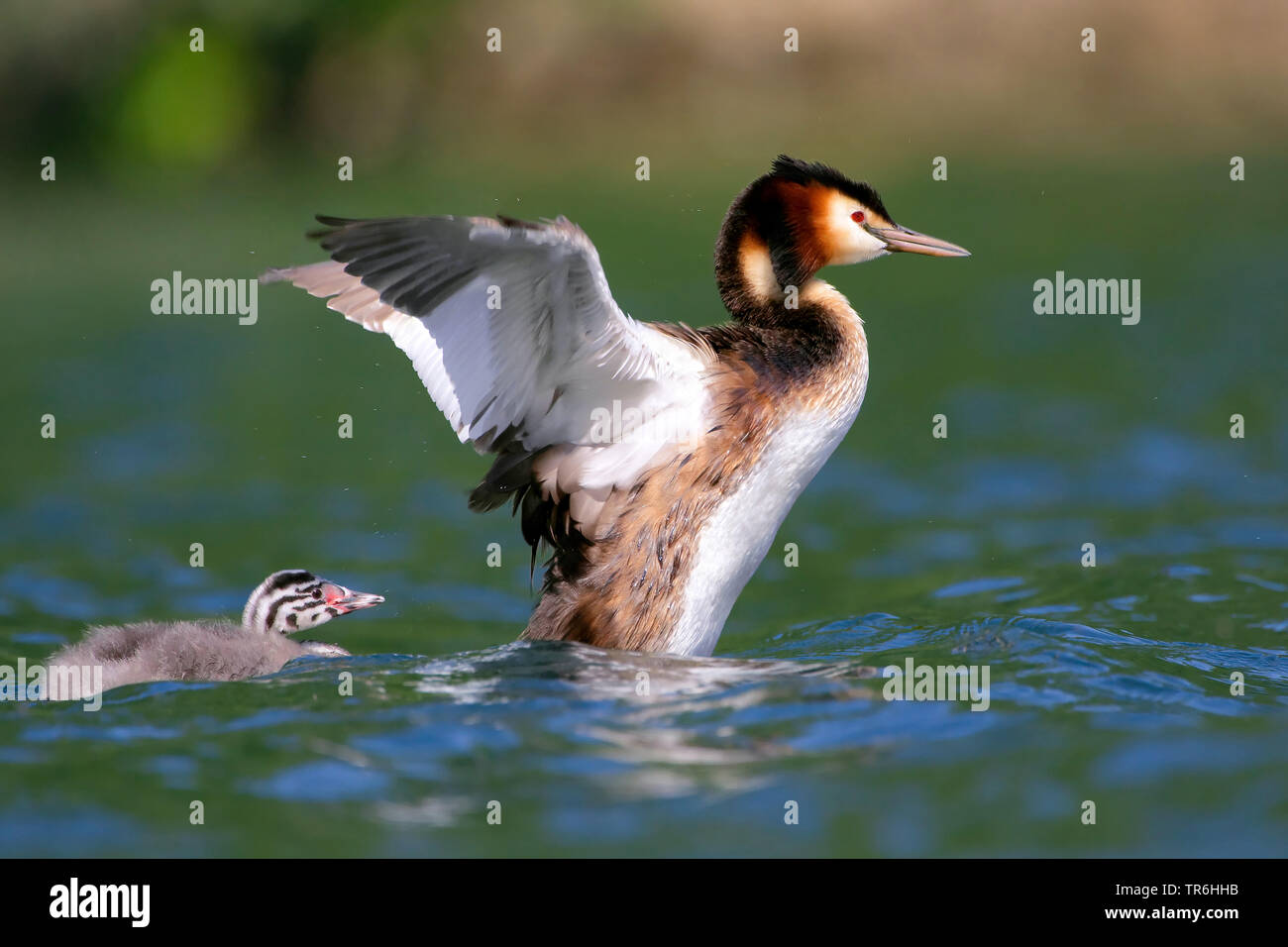 great crested grebe (Podiceps cristatus), chick slipping from the bacl of the adult into the water, Germany, North Rhine-Westphalia, Bergisches Land Stock Photo