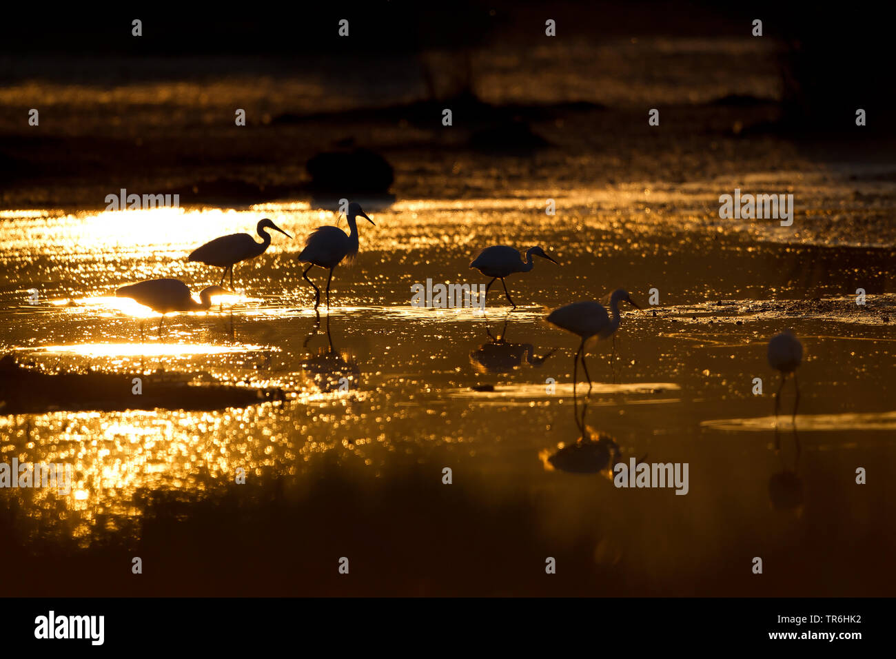 little egret (Egretta garzetta), hunting group in golden sunset in nature park S'Albufera, Spain, Balearic Islands, Majorca Stock Photo