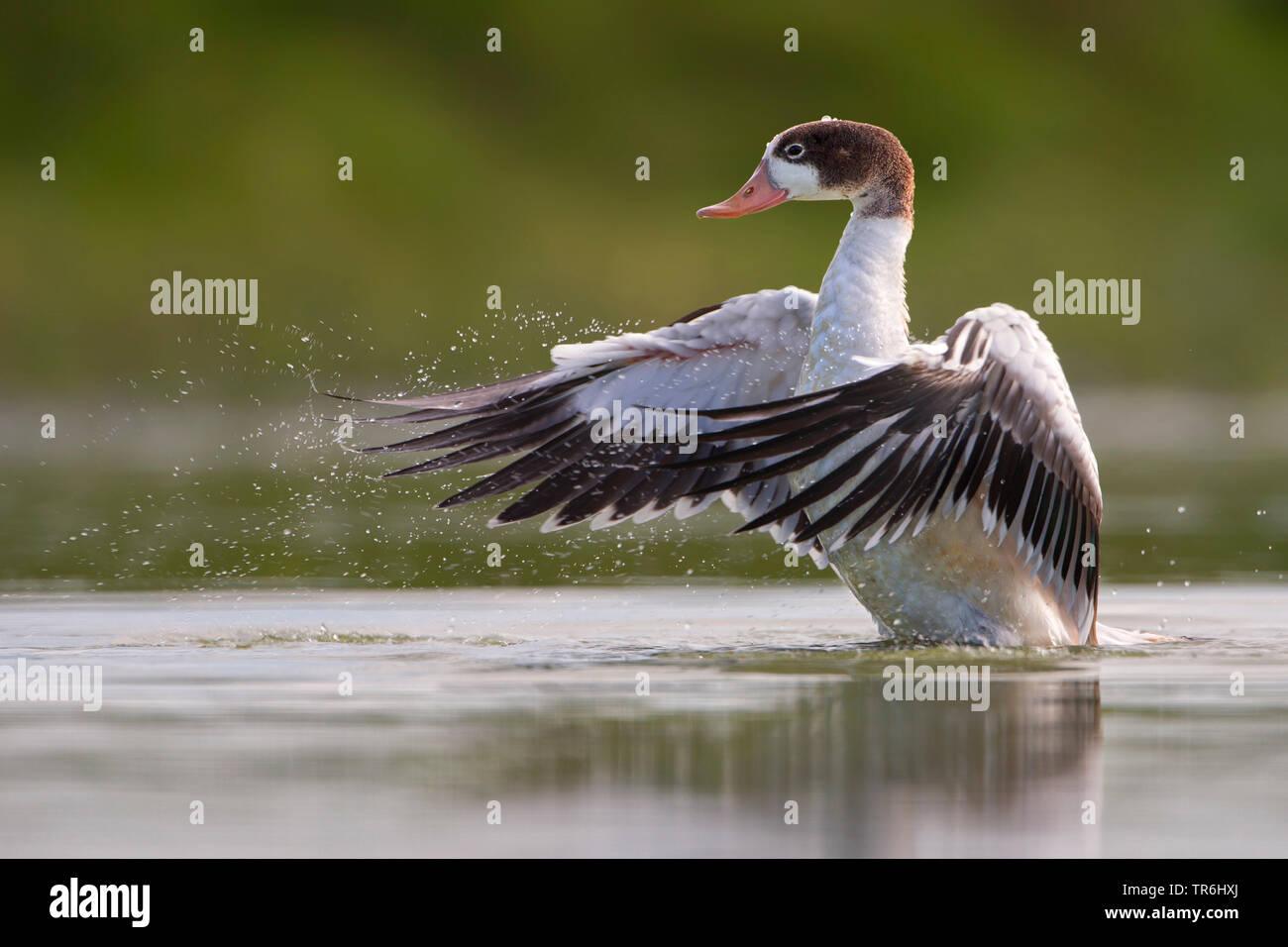 common shelduck (Tadorna tadorna), in juvenile plumage, flapping wings, Netherlands, Frisia Stock Photo