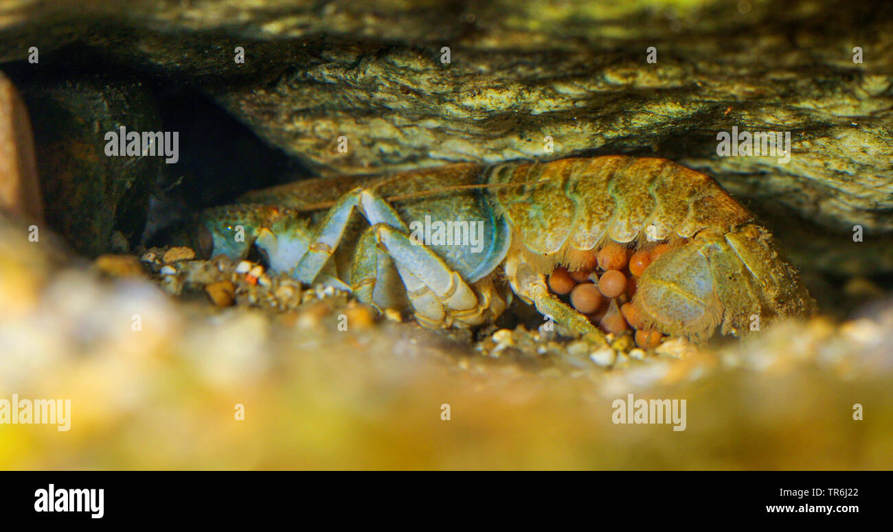 Stone crayfish, Torrent crayfish (Astacus torrentium, Austropotamobius torrentium, Potamobius torrentium, Astacus saxatilis), female with eggs under its abdomen, Germany Stock Photo