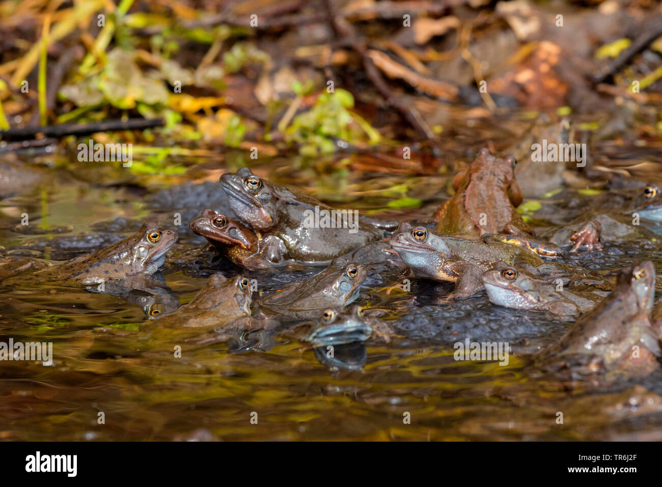 common frog, grass frog (Rana temporaria), several grass frogs spawning