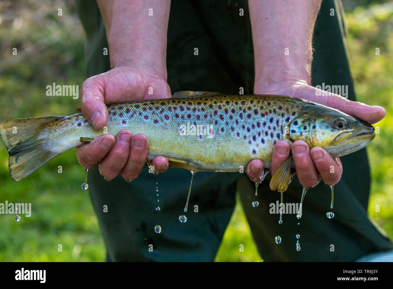 brown trout, river trout, brook trout (Salmo trutta fario), autochthon form, Germany, Bavaria Stock Photo