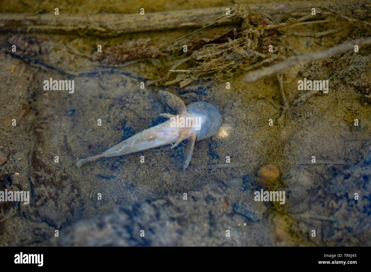 Miller's thumb, bullhead (Cottus gobio), mass death of fish on passing manure into a creek, Germany, Bavaria Stock Photo