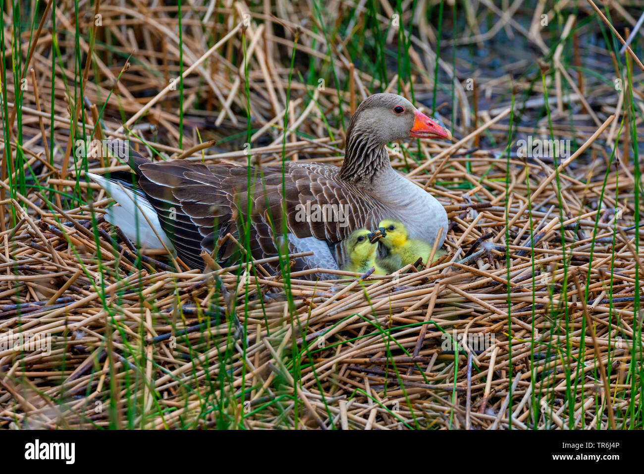 greylag goose (Anser anser), in the nest with just hatched goslings, Germany, Bavaria Stock Photo