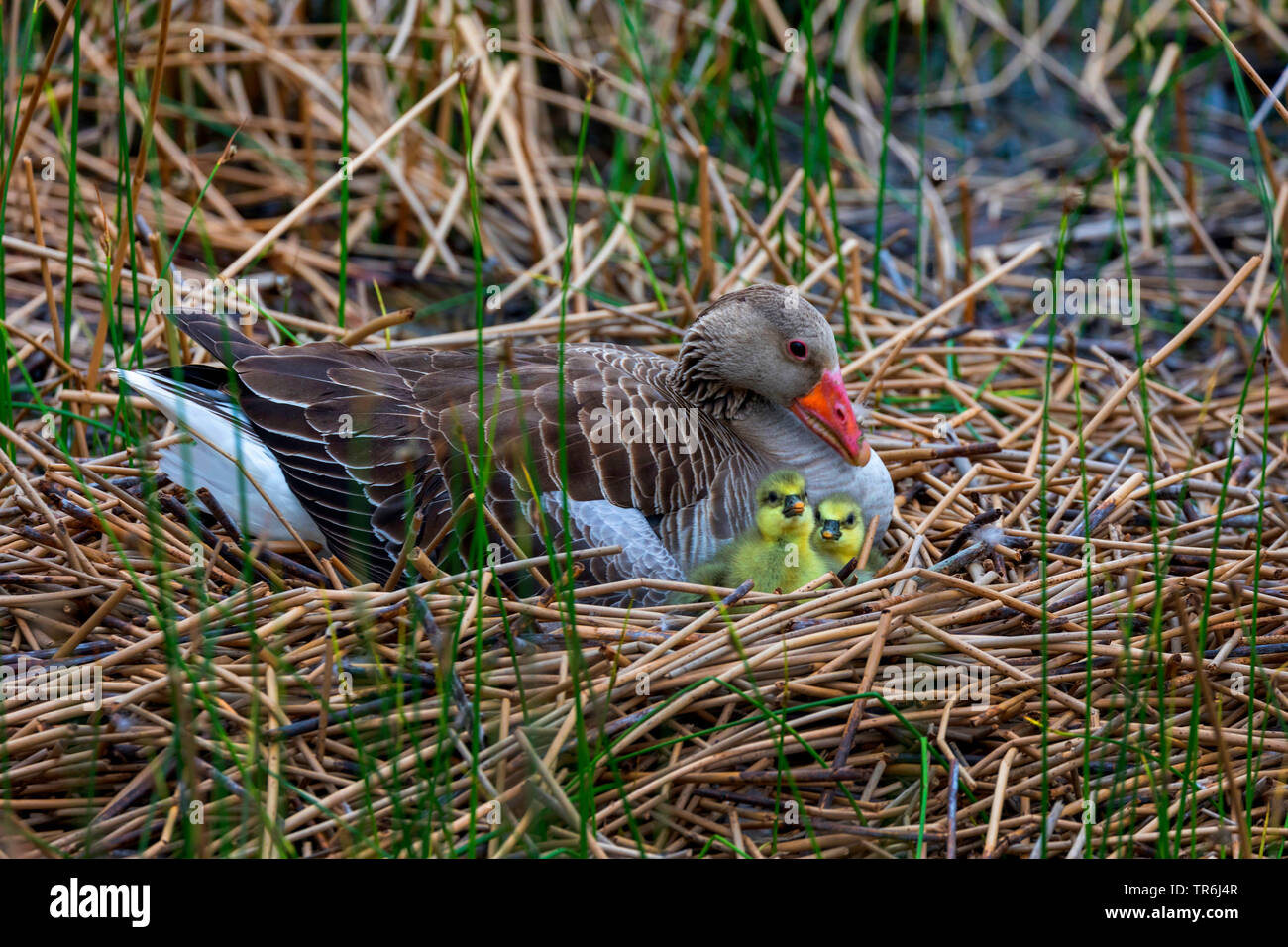 greylag goose (Anser anser), in the nest with just hatched goslings, Germany, Bavaria Stock Photo
