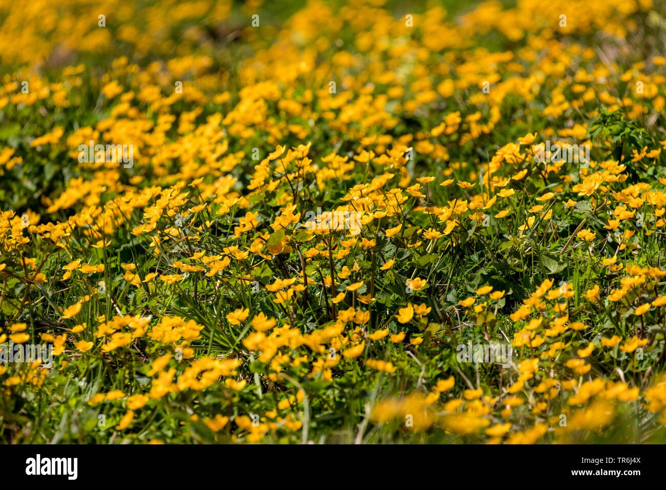 marsh marigold (Caltha palustris), population, Austria, Tyrol Stock Photo