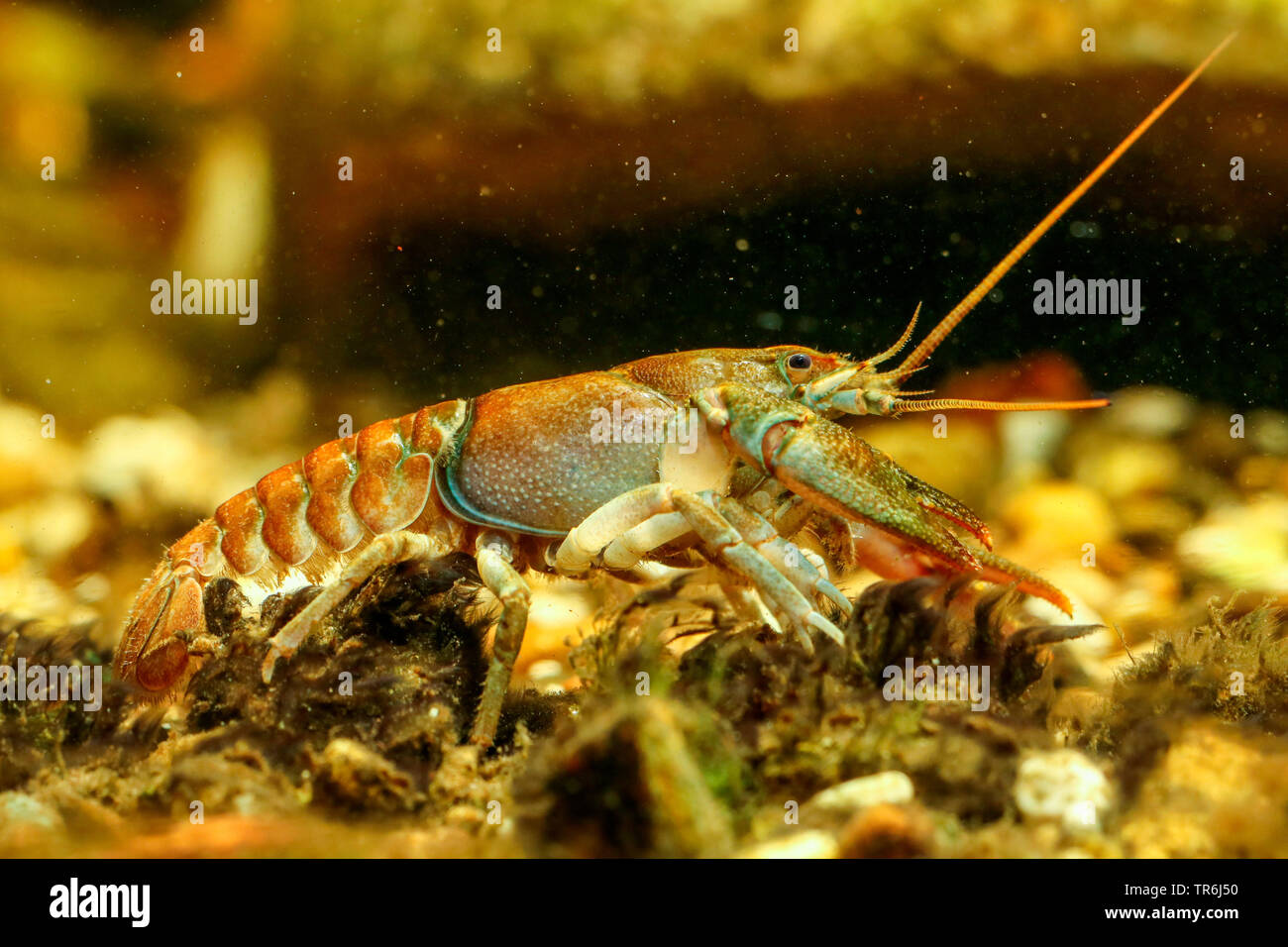 Stone crayfish, Torrent crayfish (Astacus torrentium, Austropotamobius torrentium, Potamobius torrentium, Astacus saxatilis), female, Germany Stock Photo