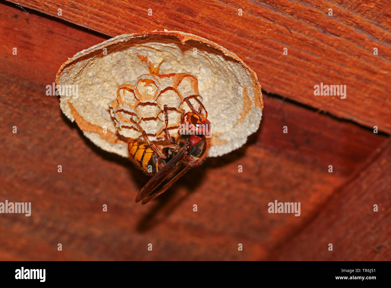 hornet, brown hornet, European hornet (Vespa crabro), queen building a nest, Germany, Bavaria Stock Photo