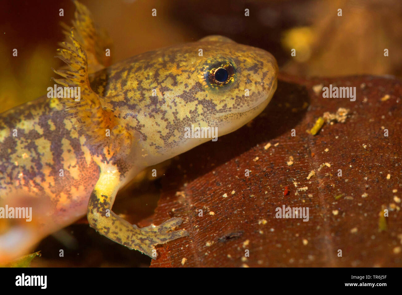 European fire salamander (Salamandra salamandra), lave just bevor end of metamorphoses, Germany Stock Photo