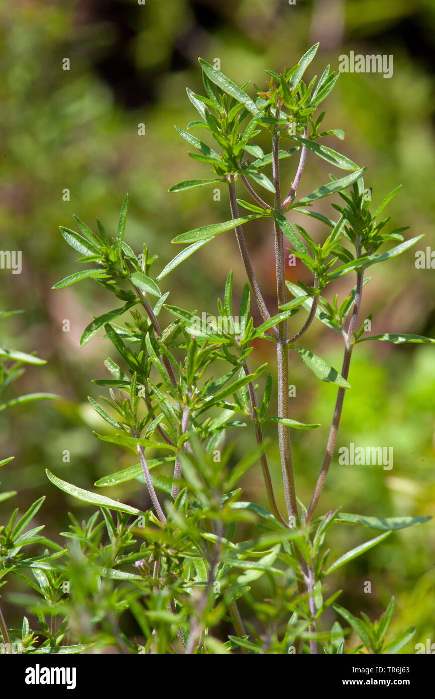 Summer savory, Calamint (Satureja hortensis), leaves Stock Photo