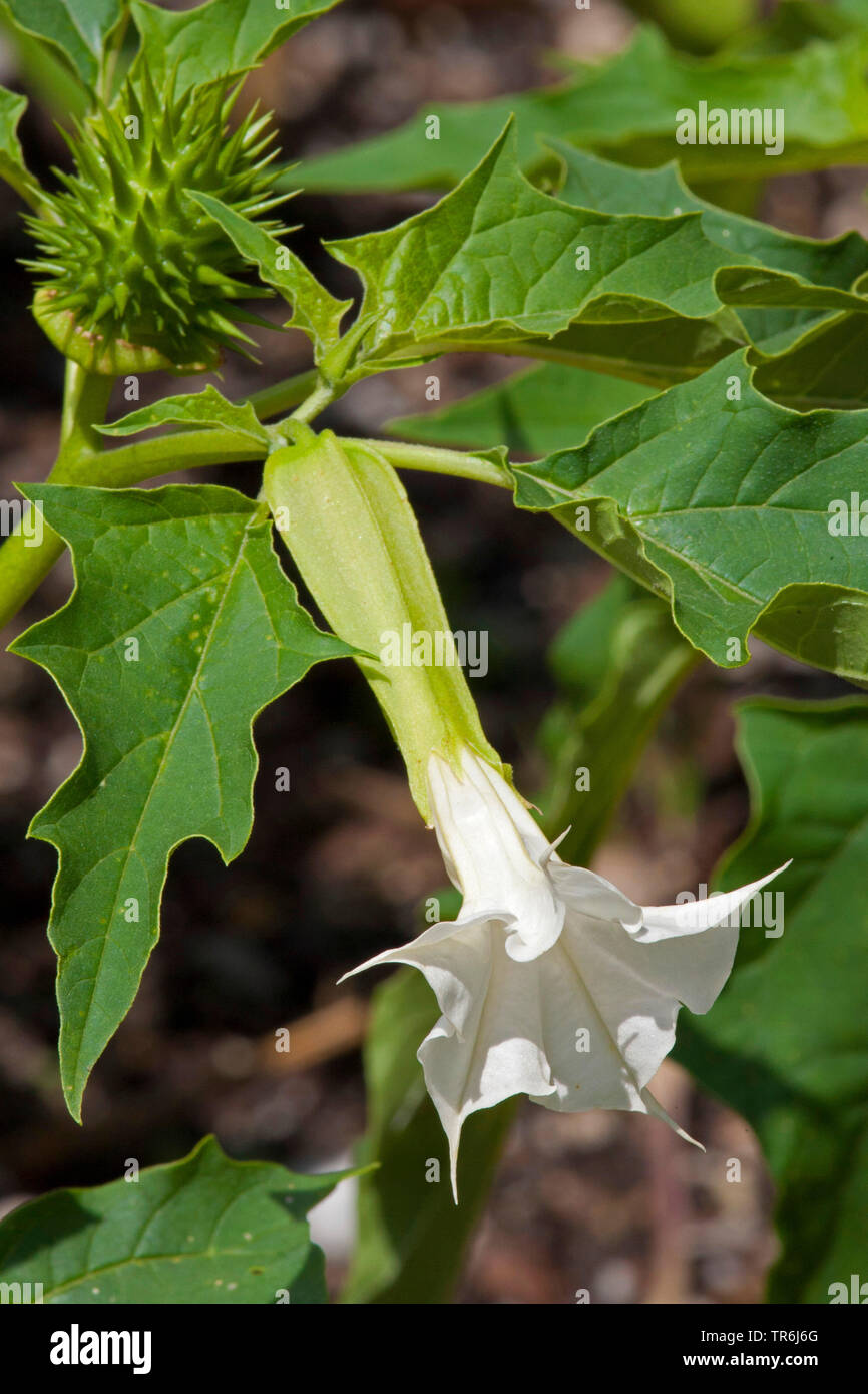 stramonium, jimsonweed, thornapple, jimson weed (Datura stramonium), flower, Germany Stock Photo