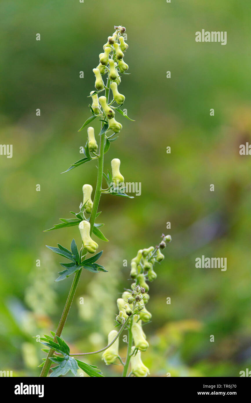 Yellow wolfsbane, Northern Wolfsbane, Monkshood, Wolf's bane (Aconitum lycoctonum ssp. vulparia, Aconitum vulparia), inflorescence, Germany Stock Photo