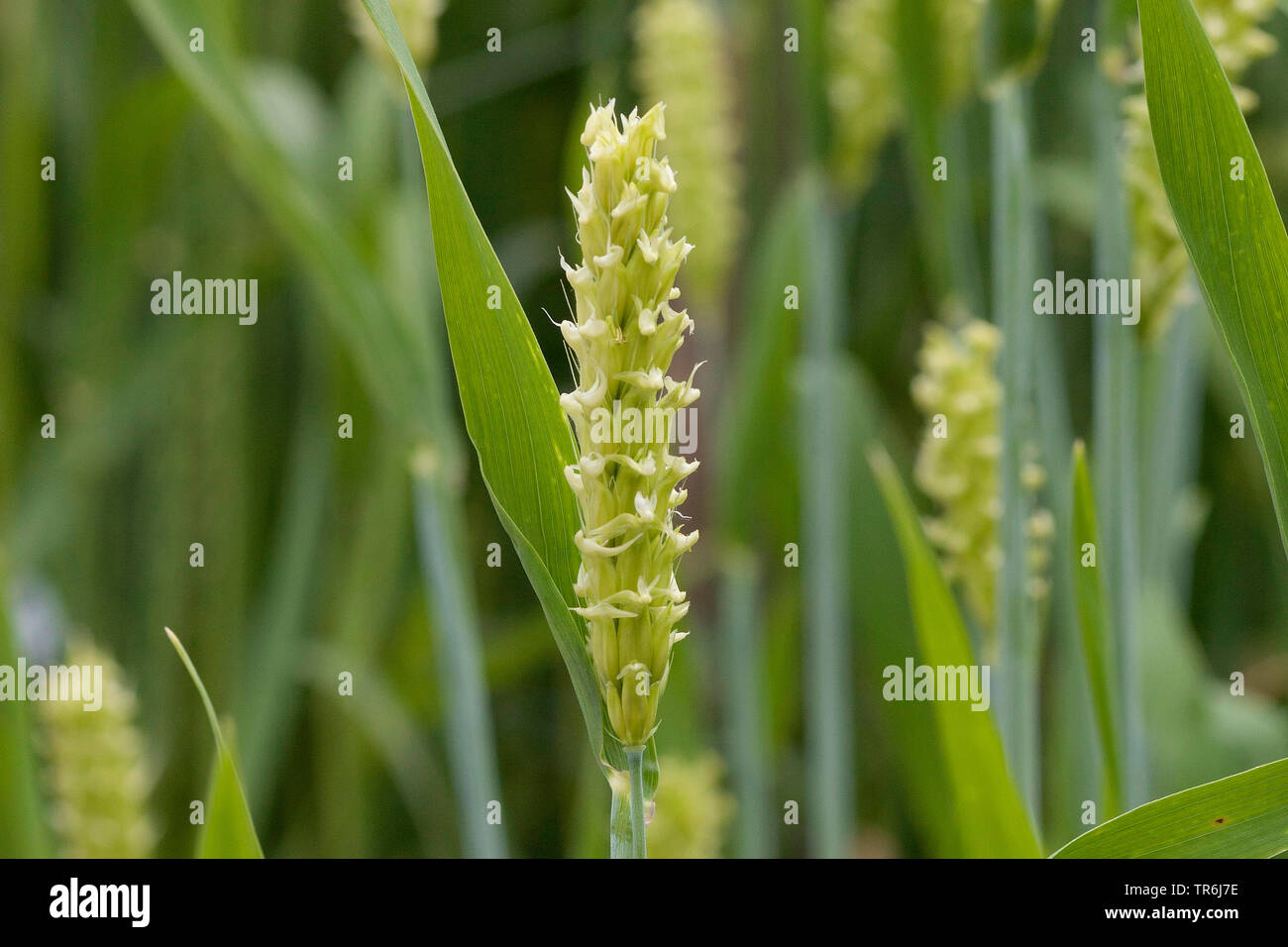 barley (Hordeum vulgare convar. vulgare var. trifurcarum), ear, Germany Stock Photo