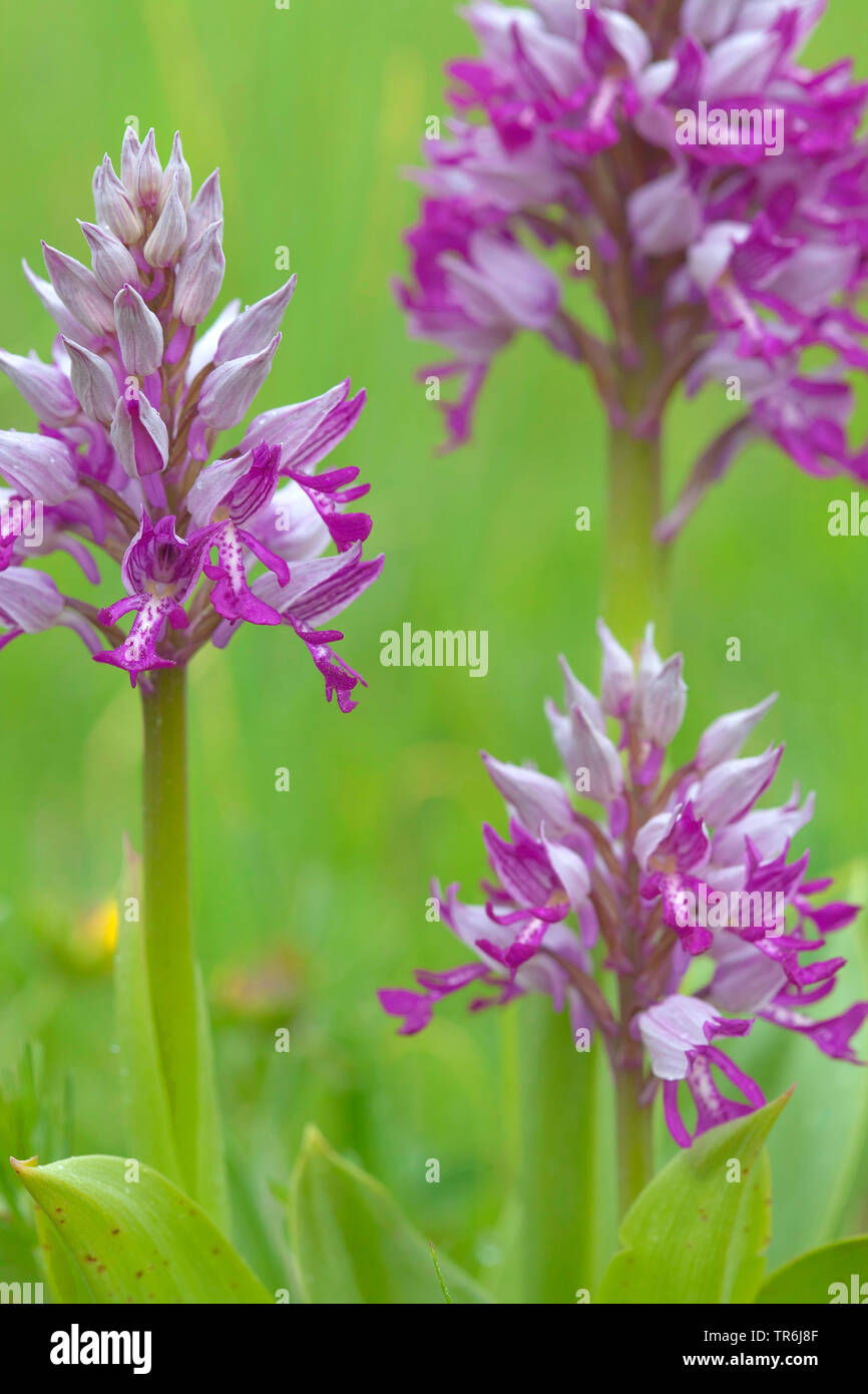 military orchid (Orchis militaris), blooming in a meadow, Germany Stock Photo