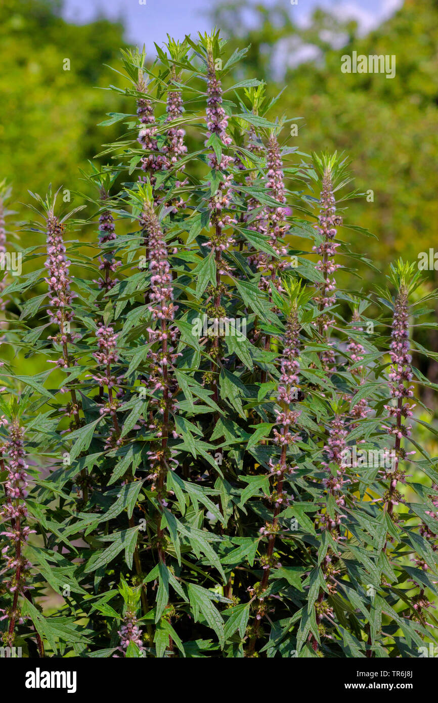 Motherwort, Throw-wort, Lion's Ear, Lion's Tail (Leonurus cardiaca subsp. cardiaca, Leonurus cardiaca), blooming, Germany Stock Photo