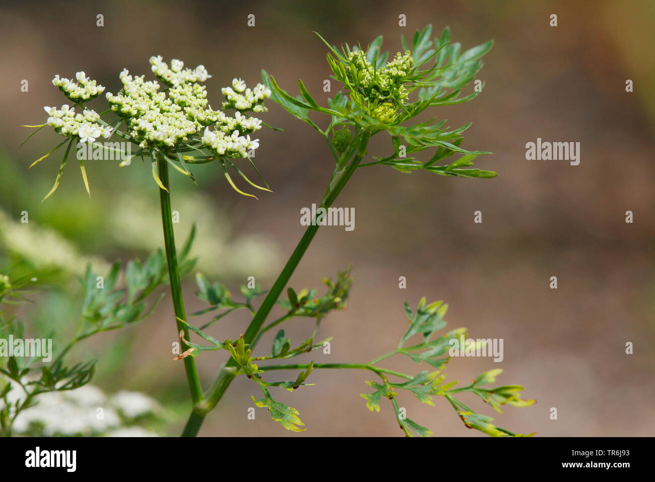 Fool's parsley, Fool's cicely, Poison parsley (Aethusa cynapium, Aethusa cynapium subsp. cynapium), blooming, Germany Stock Photo