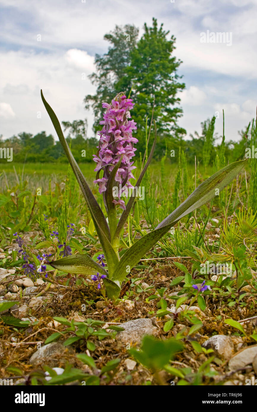 early marsh-orchid (Dactylorhiza hyphaematodes, Dactylorhiza incarnata ssp. hyphaematodes), blooming in a meadow, Germany, Bavaria, Oberbayern, Upper Bavaria Stock Photo