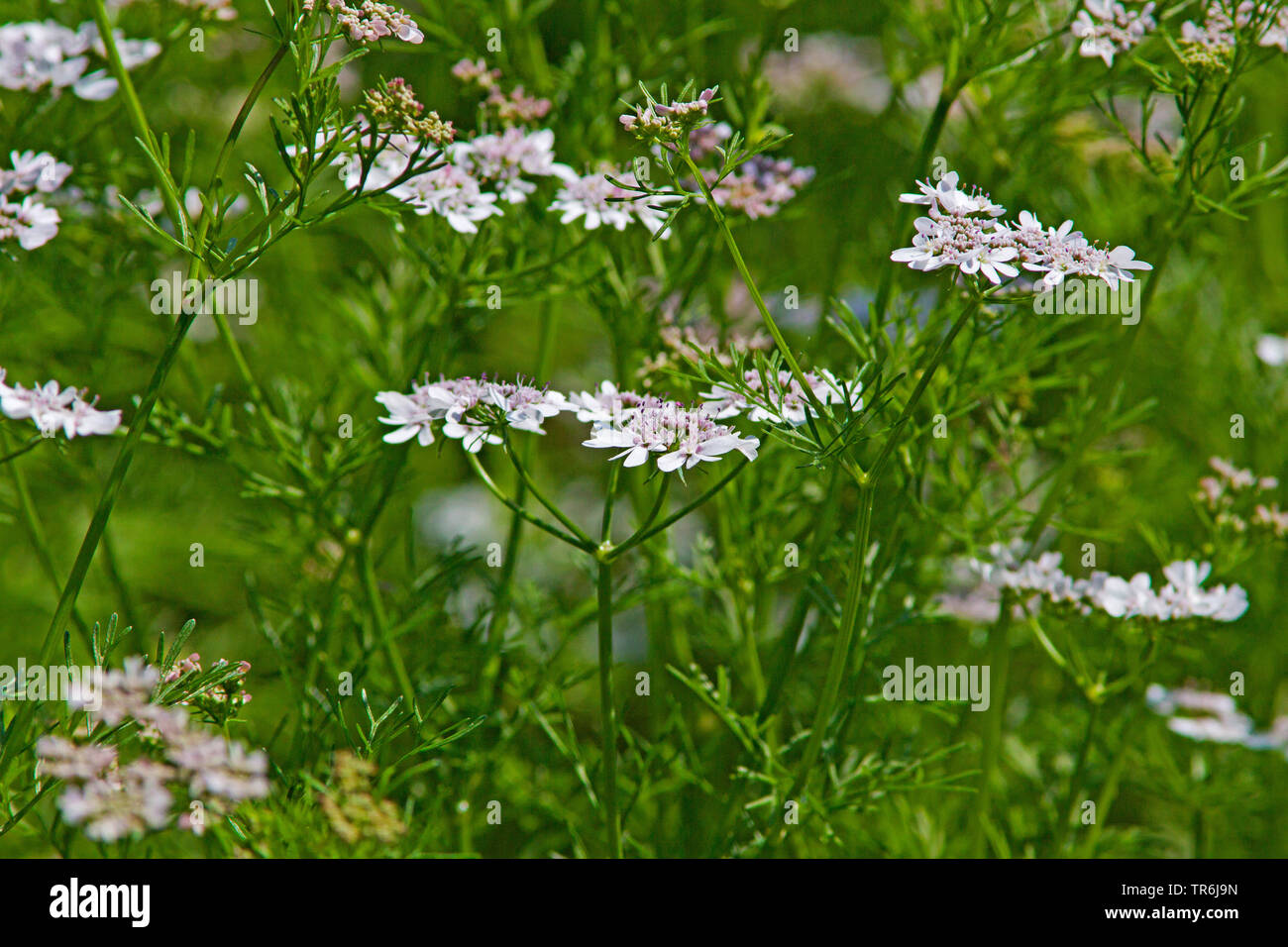 coriander (Coriandrum sativum), blooming, Germany Stock Photo Alamy