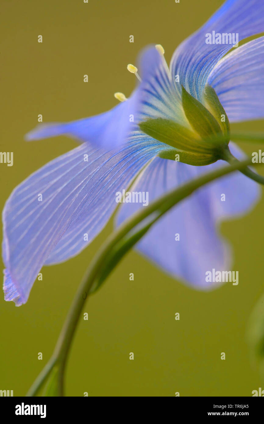 common flax (Linum usitatissimum), flower in lateral view, Germany Stock Photo