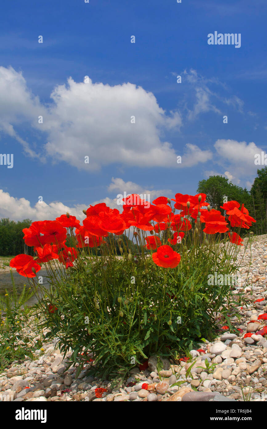 Common poppy, Corn poppy, Red poppy (Papaver rhoeas), blooming on river shingle, Germany, Bavaria Stock Photo