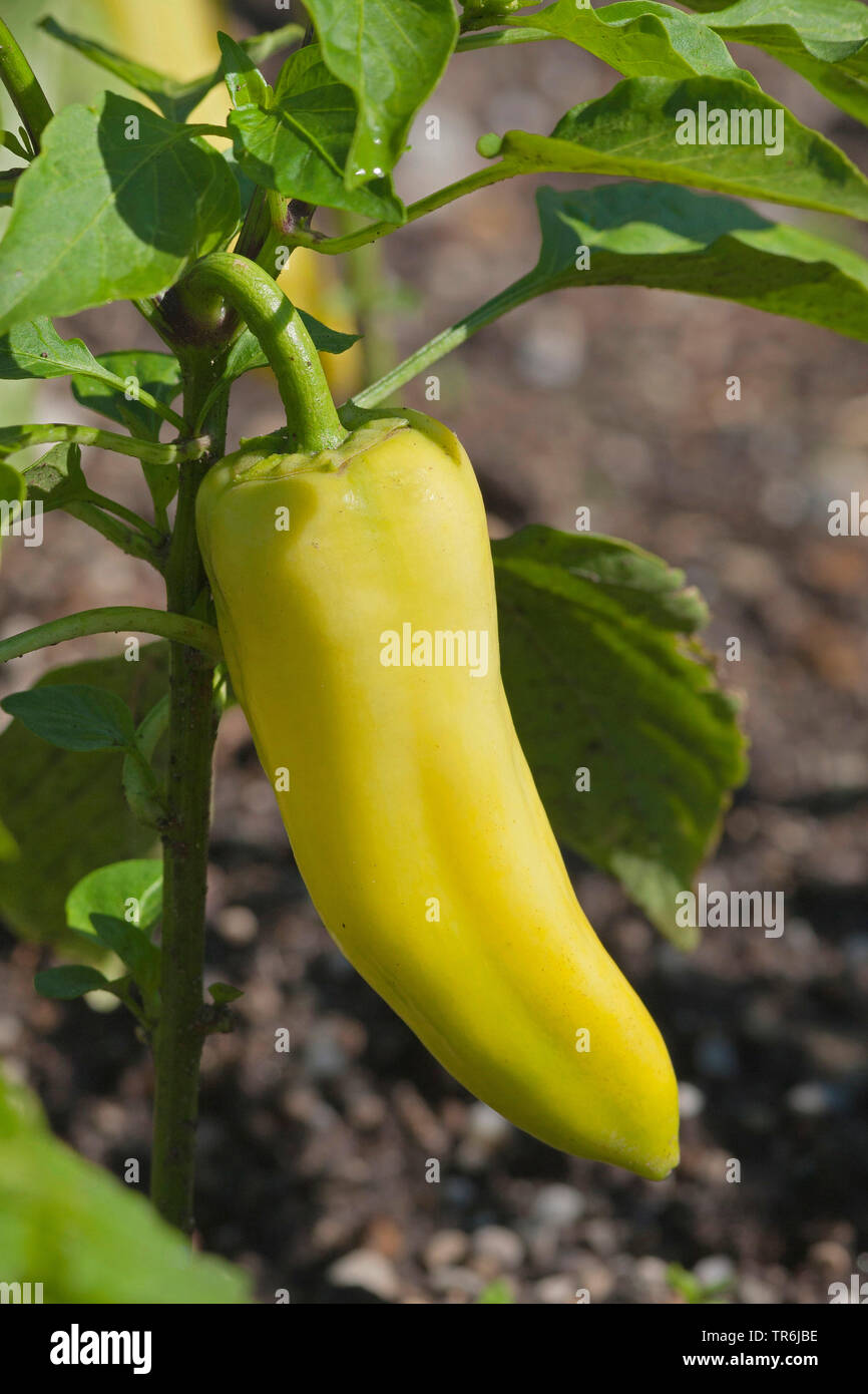 Red pepper, paprika (Capsicum annuum), green paprika, Germany Stock Photo Alamy