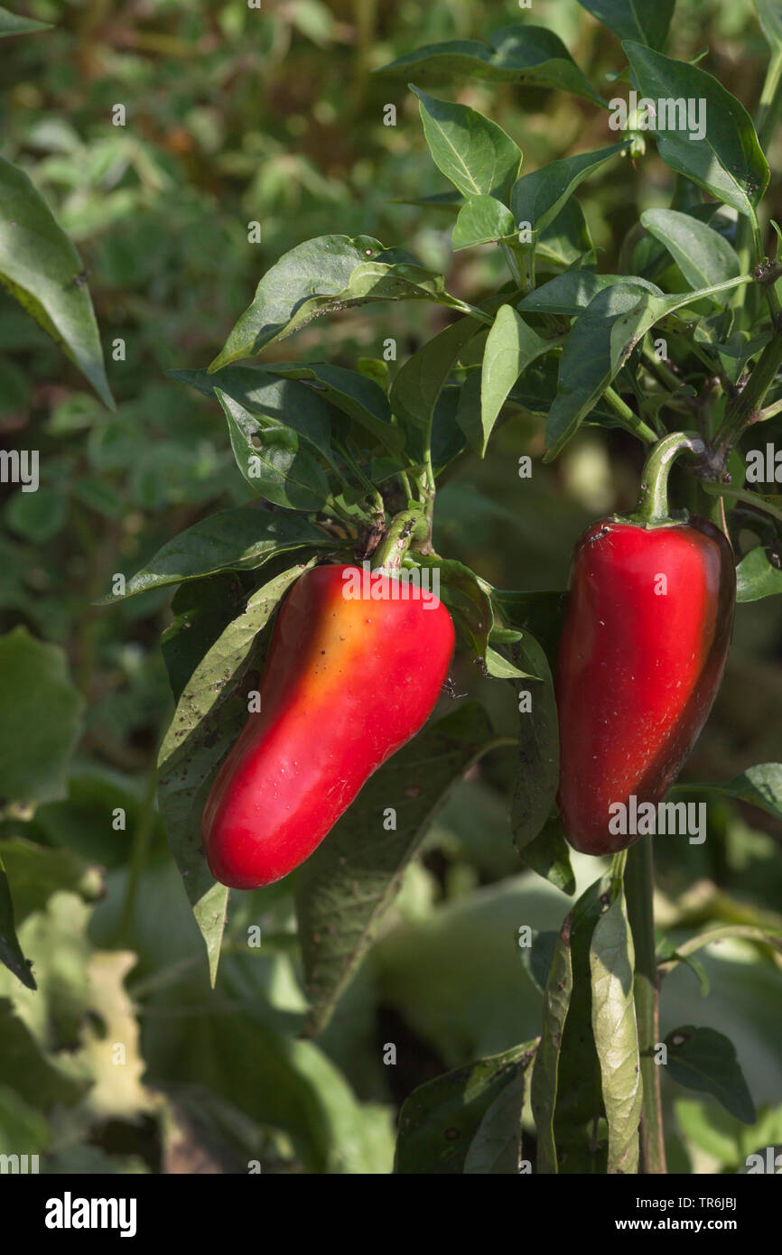Red pepper, paprika (Capsicum annuum), red paprika, Germany Stock Photo