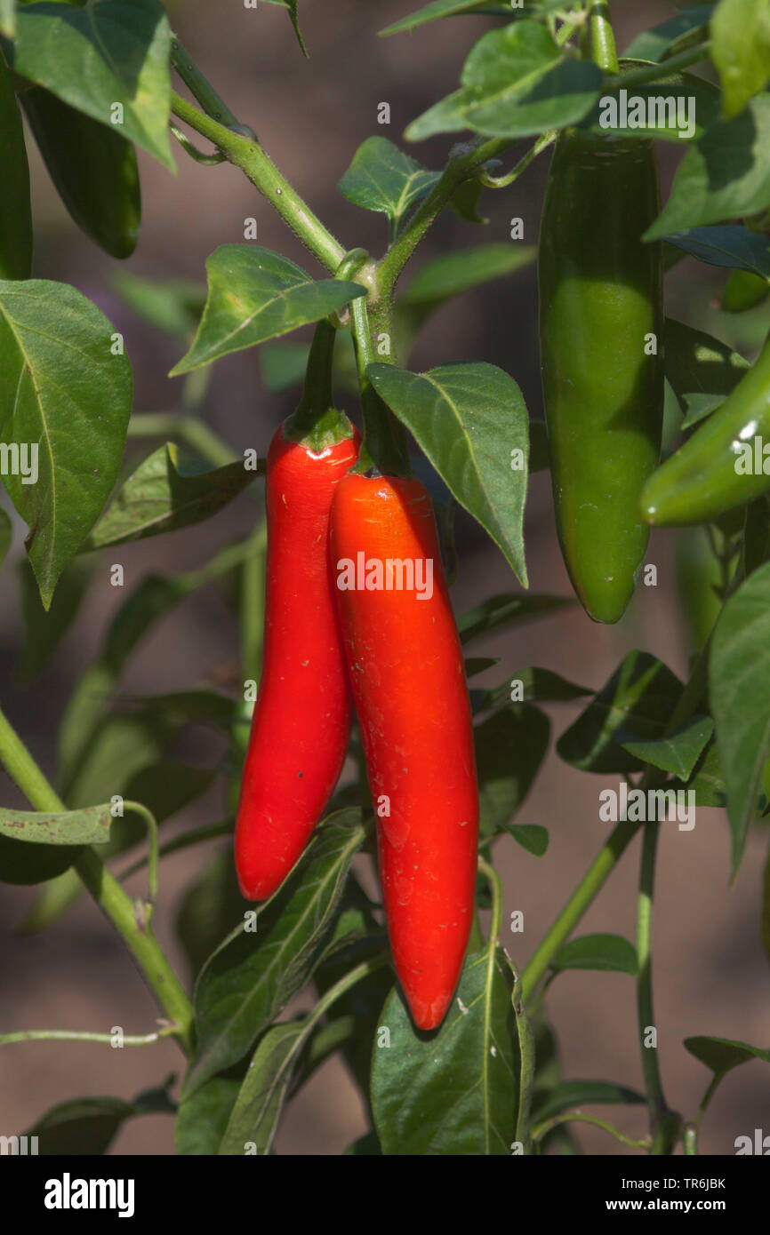 Red pepper, paprika (Capsicum annuum), red paprika, Germany Stock Photo