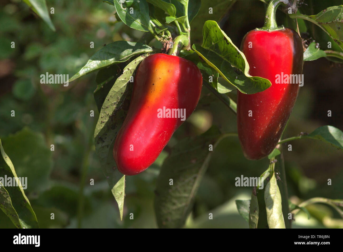 Red pepper, paprika (Capsicum annuum), red paprika, Germany Stock Photo