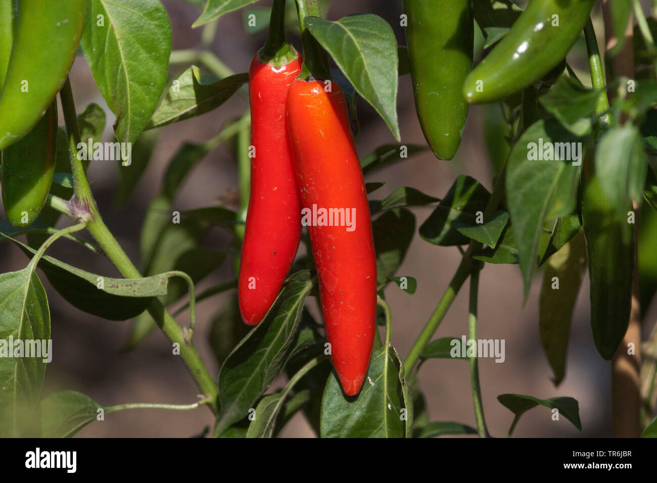 Red pepper, paprika (Capsicum annuum), red paprika, Germany Stock Photo