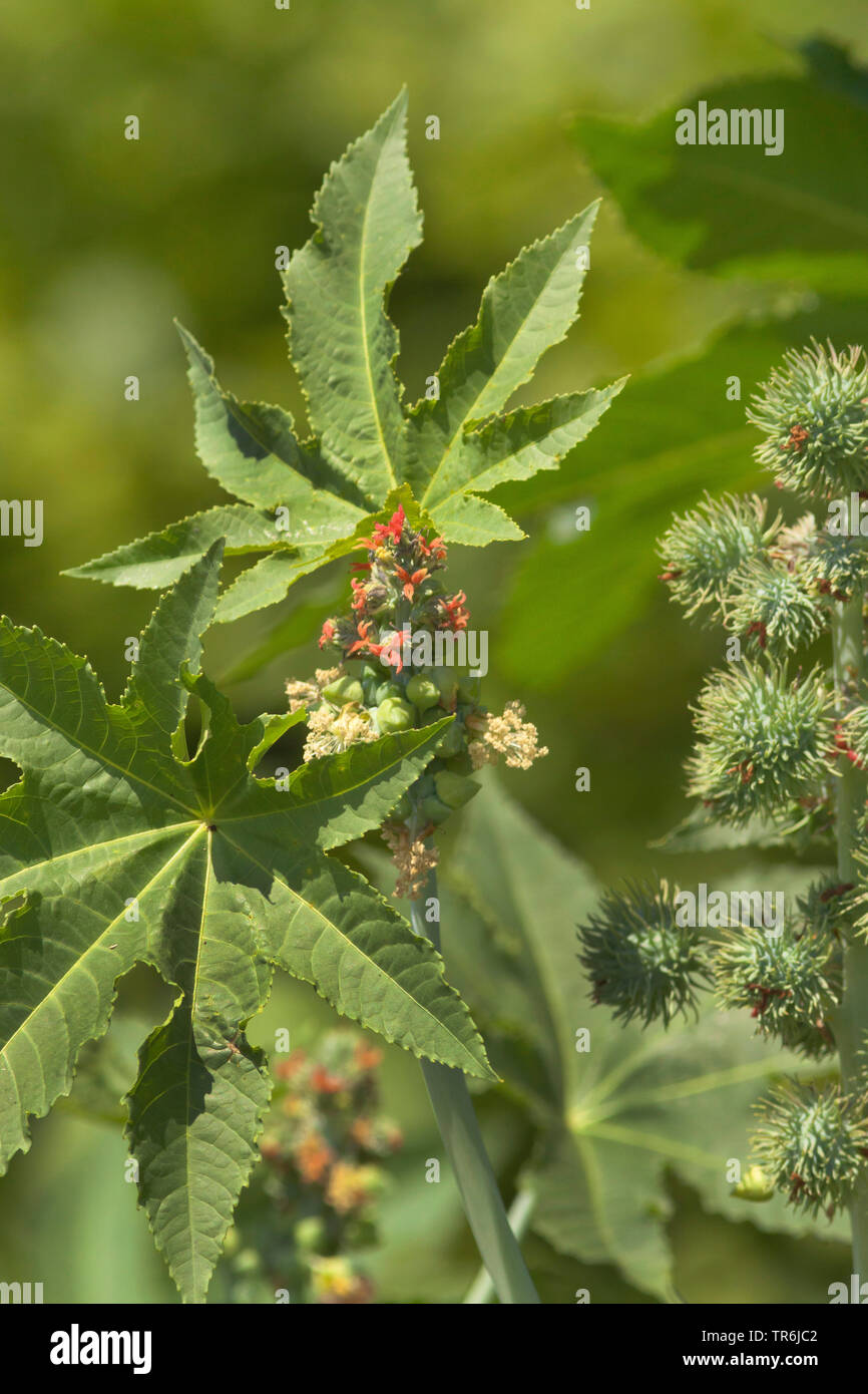 castoroil plant, castor oil plant, ricin, Castor bean, Castorbean