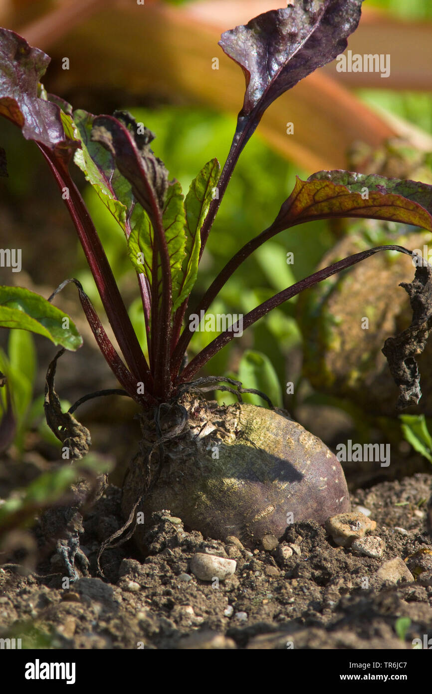red beet (Beta vulgaris var. conditiva), red beet plant, Germany Stock Photo