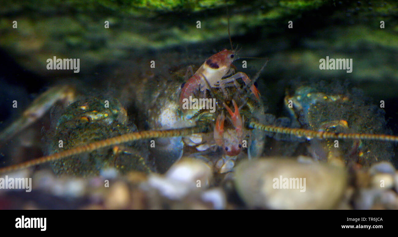 Stone crayfish, Torrent crayfish (Astacus torrentium, Austropotamobius torrentium, Potamobius torrentium, Astacus saxatilis), female with juvenile on the head, Germany Stock Photo