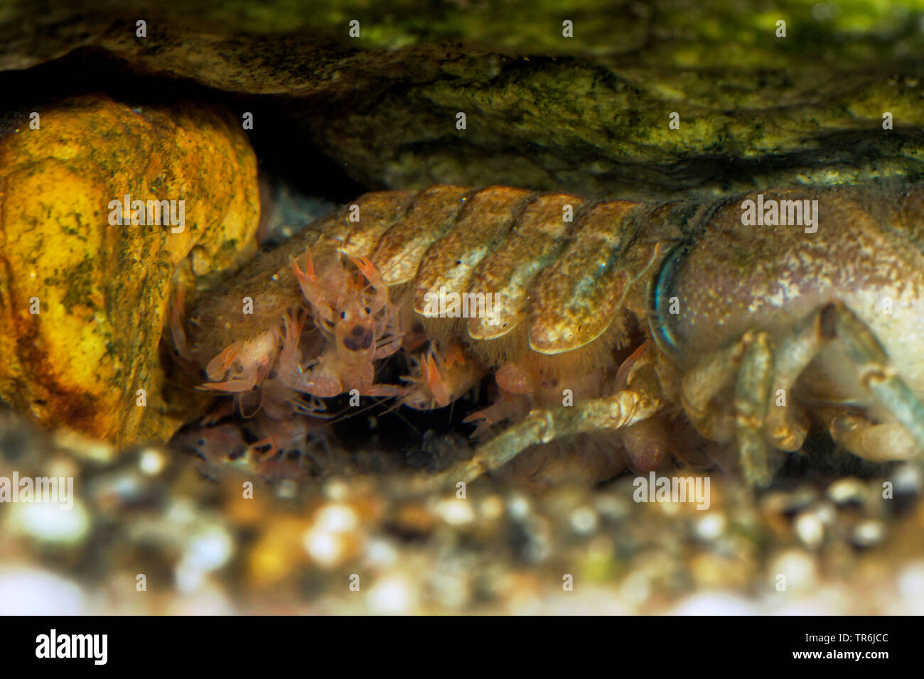 Stone crayfish, Torrent crayfish (Astacus torrentium, Austropotamobius torrentium, Potamobius torrentium, Astacus saxatilis), female with juveniles under the abdomen, Germany Stock Photo