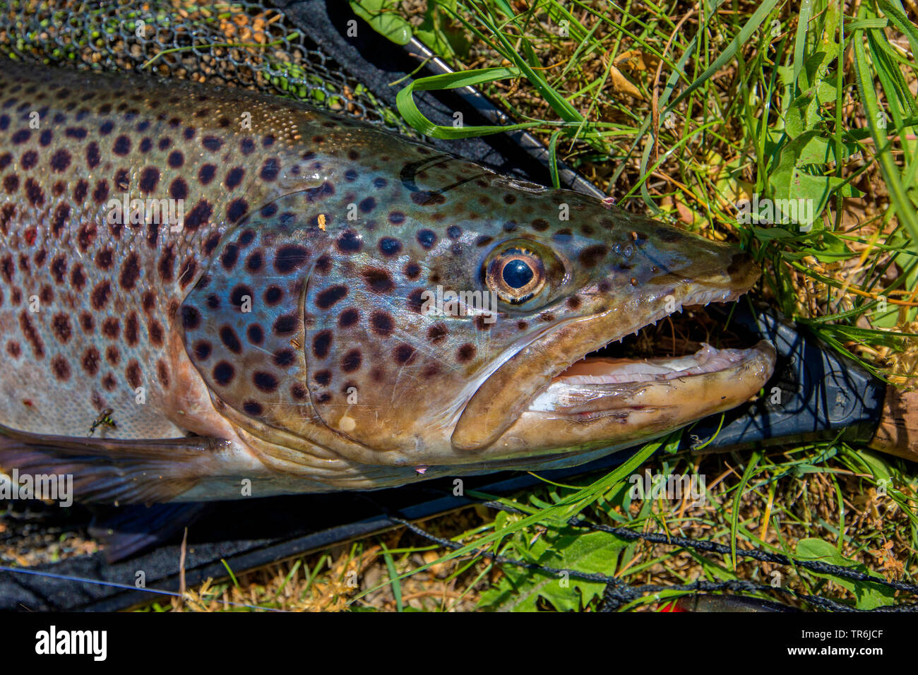 brown trout, river trout, brook trout (Salmo trutta fario), portrait with dip net, Germany, Bavaria, Fluss Dorfen Stock Photo